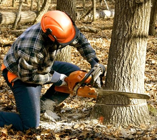 Tree Removal in Firth, ID